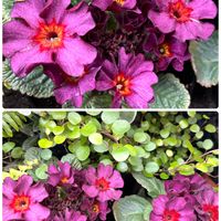 プリムラ,プリムラ マラコイデス,感謝,ありがとう♡,今日も笑顔で♡の画像