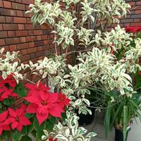 ポインセチア,ベンジャミン,観葉植物,温室,お出掛け先の画像