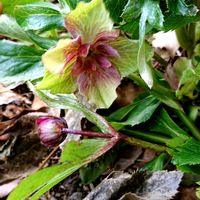 クリスマスローズ,ヤブコウジ(十両),柑橘類 はるか,ノキシノブ(軒忍),ガーデニングの画像