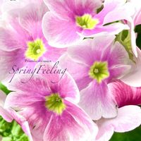 プリムラオブコニカ,花のある暮らし,緑のある暮らし,サクラソウ科,植物との暮らしの画像