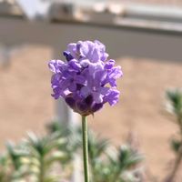 ラベンダー,青い花マニア,チーム・ブルー,チーム・ブルーNo.127,(祝)青い花マニア8周年の画像