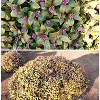 沈丁花,散歩道での画像