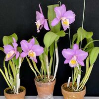 カトレア,ビューメスニル‘パルメ’の画像