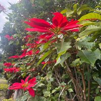 ポインセチア,可愛い〜♡,花のある暮らし,お出かけ先の画像