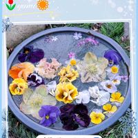 クリスマスローズ,シバザクラ,ローブ・ドゥ・アントワネット,パンジーゆみラッフル,ステキ☆の画像