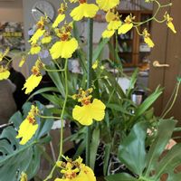 オンシジューム,今年も優勝の画像