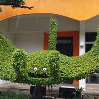 ヒスイカズラ,ガジュマル,石垣島の画像