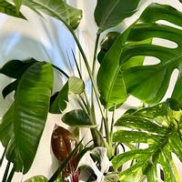 ストレリチア,モンステラ,ストレリチア オーガスタ,フィロデンドロン,モンステラ デリシオーサの画像
