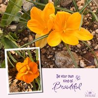 クロッカス,マイガーデン,春のお花の画像