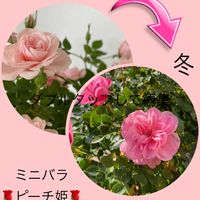 鉢植え,ガーデニング,花のある暮らし,バラの冬剪定,バラ・ミニバラの画像