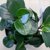 ペペロミア,ペペロミア,札幌テレビ塔よりの画像