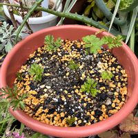 ハナニラ,アネモネ,オルレア,宿根ネメシア,小さな庭の画像