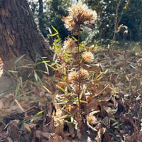 ムラサキシキブ,マルバウツギ,カシワバハグマ,コウヤボウキ,ヘクソカズラの画像