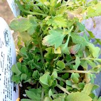 ポピー,石鎚連山,ポピー　アメージンググレイ,ポピーパンドラの画像