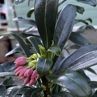 沈丁花,沈丁花,ご近所,早朝,散歩での画像