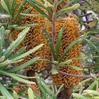 バンクシア,素敵な出会い,花の癒し,花との出会いの画像