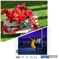 火祭り,多肉植物,寒い朝,映画の日の画像