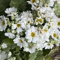 プリムラ,プリムラ マラコイデス,ナチュラルガーデン,冬を楽しむ,お庭の花たちの画像