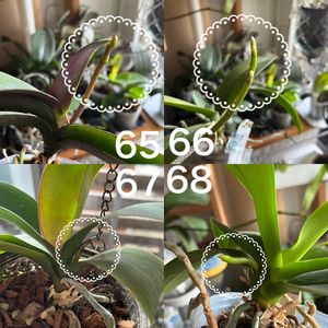 コチョウラン,胡蝶蘭,Phal. Yukisei,Phal.Soung Chu Cunquat,洋蘭の画像