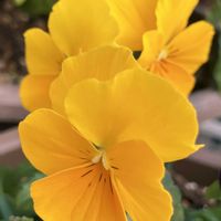 ビタミンカラー,#ガーデニング,エクステリアの画像