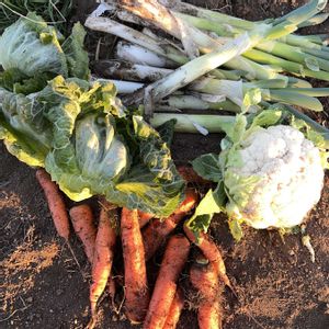 冬野菜,家庭菜園の画像