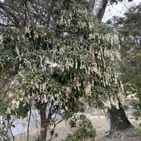 アセビ,奈良公園⛲の画像