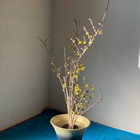 レンギョウ,生け花,節分,池坊,如月の画像