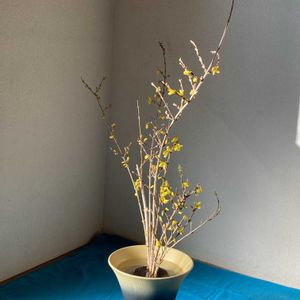 レンギョウ,生け花,節分,池坊,如月の画像