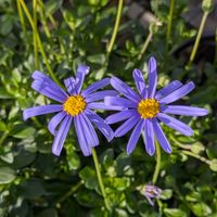 ブルーデージー,お出かけ先の画像