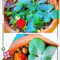 イチゴ,花のある暮らし,GSに感謝。,日曜日の朝,わんこと暮らすの画像