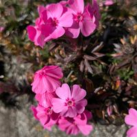 シバザクラ,お出かけ先の画像