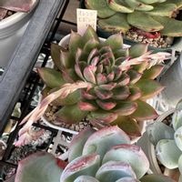 多肉植物,多肉大好き,多肉棚,多肉植物のある暮らし,多肉の花芽の画像