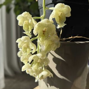 Clowesia warczewitzii,開花,洋ラン,Clowesia,タケノコ蘭の画像