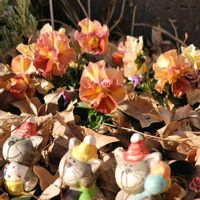 地植え,かわいいな♡,お花好き,すてき…♡,自己流ガーデニングの画像