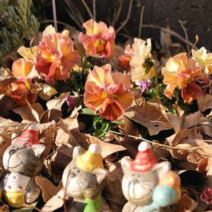 地植え,かわいいな♡,お花好き,すてき…♡,自己流ガーデニングの画像