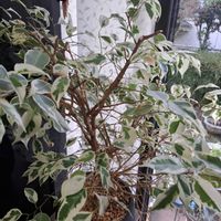 ペチュニア,ベンジャミン,玄関,リビング・ダイニングの画像