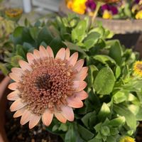 スイセン,デージー,ヒヤシンス,オステオスペルマムプリンセスシリーズ,ミニチュアシュナウザーの画像