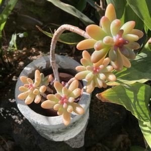 恋心,多肉植物,紅葉する多肉,多肉植物のある暮らし,寒さに負けないの画像