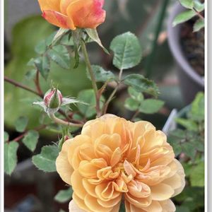 ミニバラ,サボテンの花,いつもありがとうございます♡(ᴗ̤ .̮ ᴗ̤ )₎₎の画像