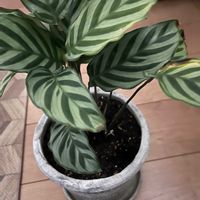 カラテア マコヤナの画像