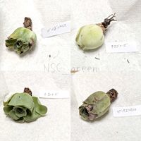 グリーノビア,グリーノビア ピンクエルイエロ,グリーノビア　ピンクエルイエロ,グリーノビア　ゴールドパルマ,グリーノビア　タマゴローズの画像