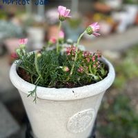 アリッサム,ローダンセマム,ローダンセマム　アプリコットジャム,ろーだんせまむあぷりこっとじゃむ,鉢植えの画像