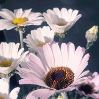 ローダンセマム,ローダンセマム エルフピンク,寄せ植え,バスケットの画像