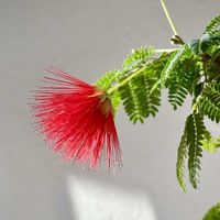 ネムノキ,緋ネムの花,盆栽,ミニ盆栽,山野草の画像