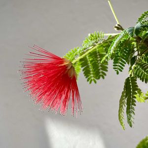 ネムノキ,緋ネムの花,盆栽,ミニ盆栽,山野草の画像