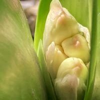 クンシラン,花かんざし,ミディ胡蝶蘭,ザミオクルカス  レイヴン,リビング窓辺の画像