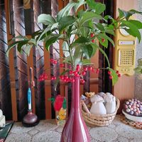 マンリョウの画像