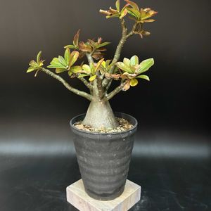 多肉植物,観葉植物,塊根植物,コーデックス,珍奇植物の画像