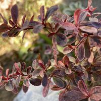 ピラカンサ,緑のある暮らし,小さな幸せ♡の画像