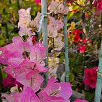 ブーゲンビリア,花のある暮らし,チーム福岡,おうち園芸の画像
